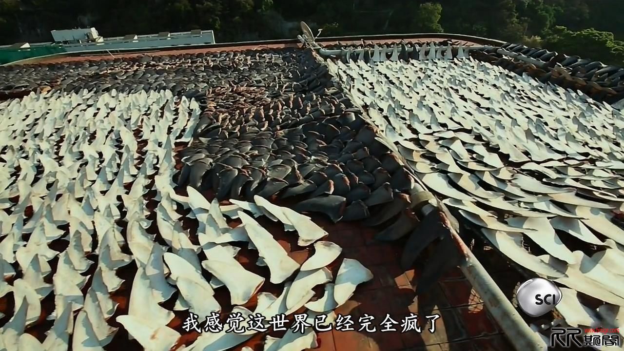 [01.25][[多国][记录][竞相灭绝][HDTV-720P.MKV/2.25GB][英语中文简繁字幕][关爱地球的同时也关爱自己][已 ...