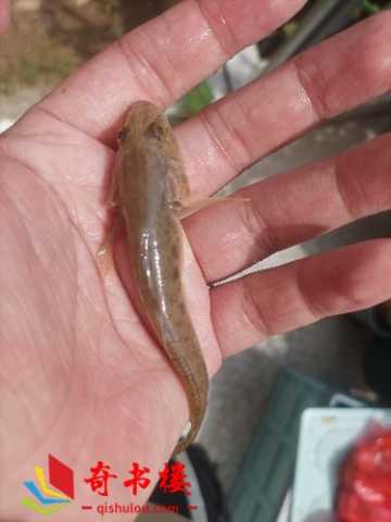 抓鱼抓鱼快到手里来
